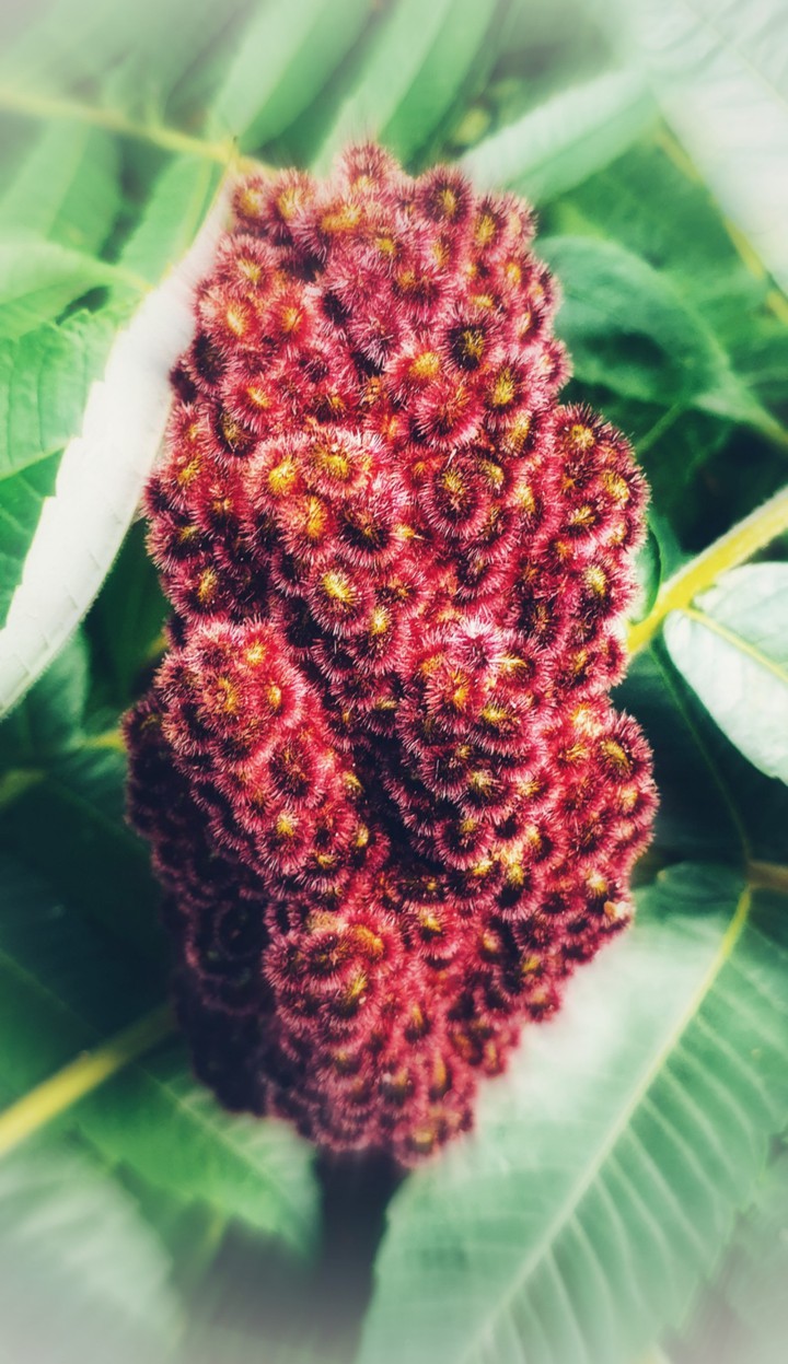 Flower softness
