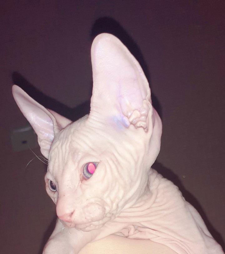 мой котик♡