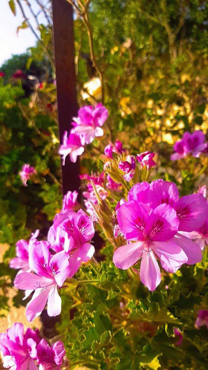 flower