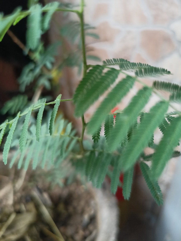 Plant
