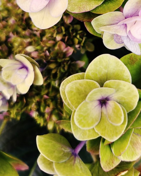 sfondi flower, purple