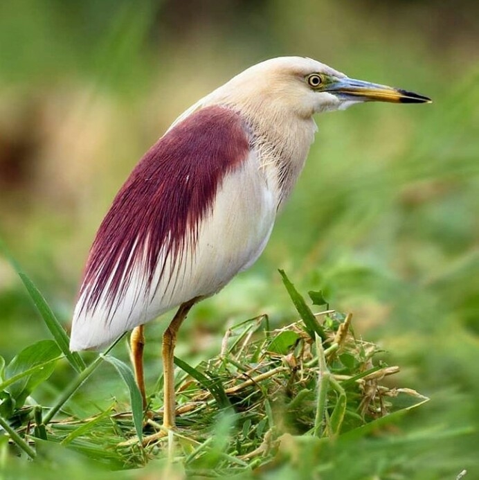 oiseaux...