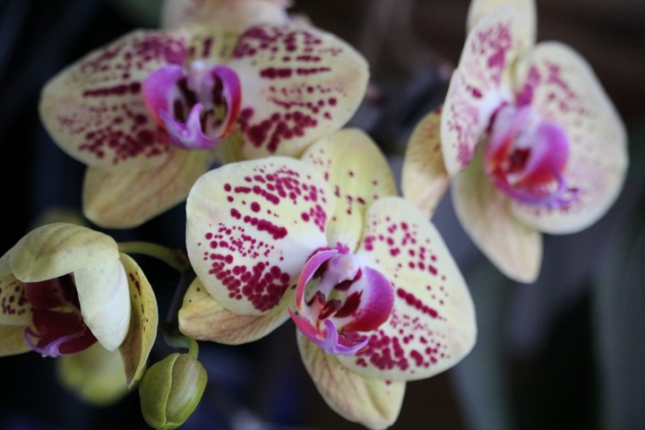 orquídea