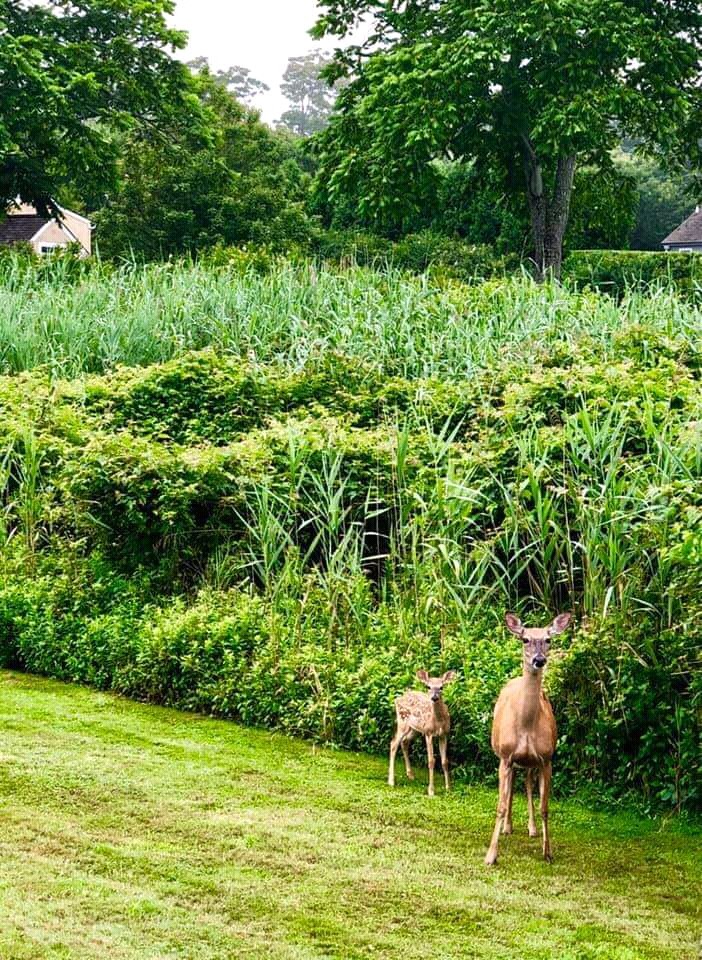 #wildlife