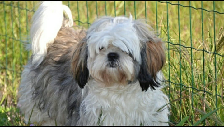 Dog_love