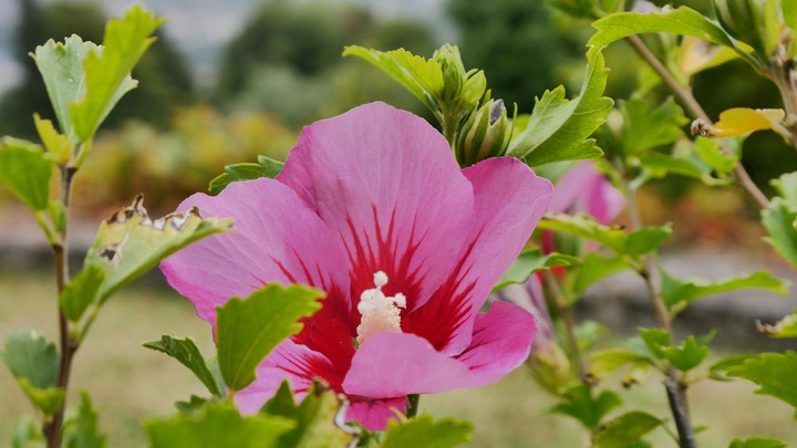 Pink Flower