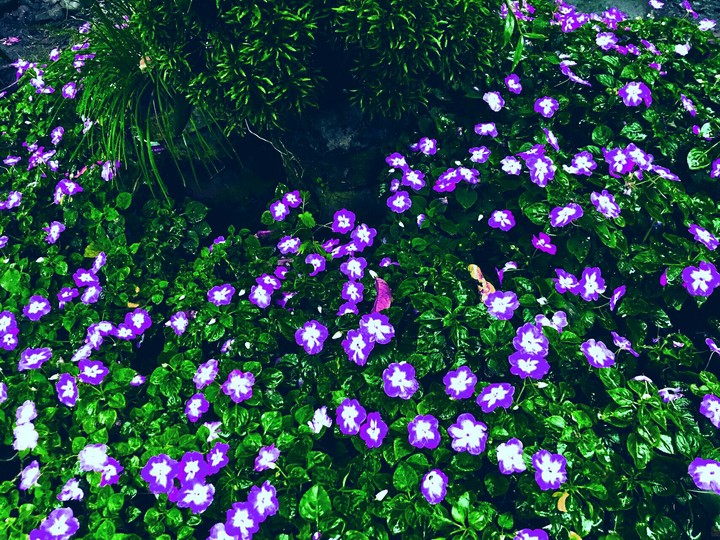 flower garden