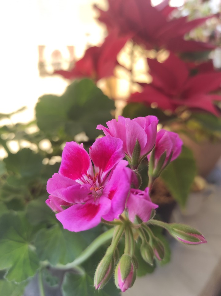 flower