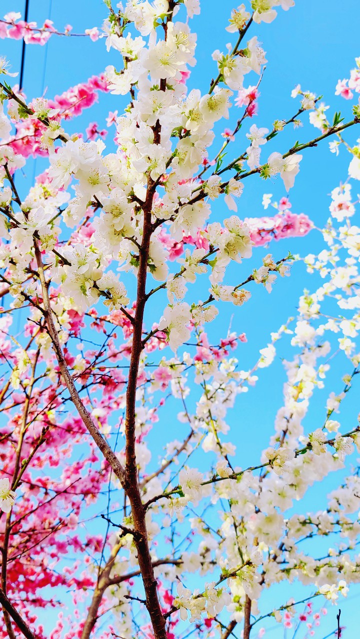 복숭아꽃 a peach blossom