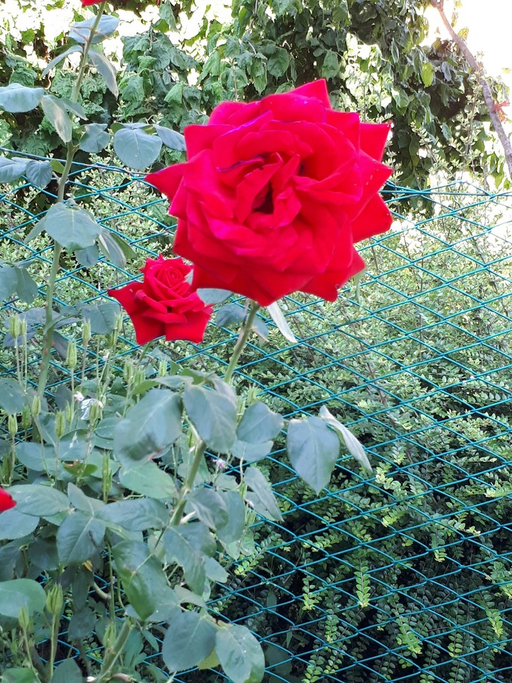 rosa