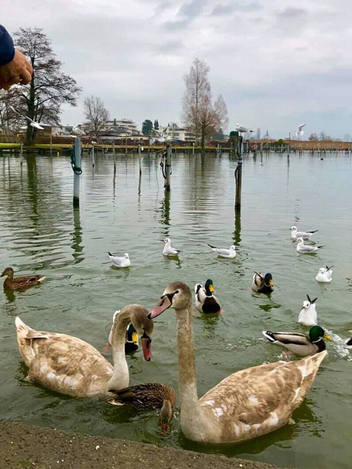 waterbirds