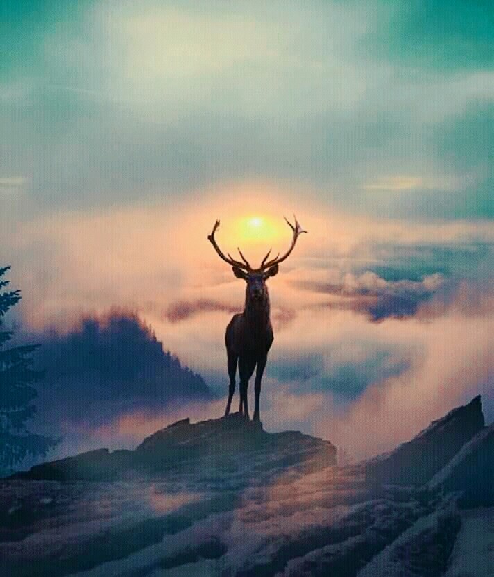 hi deer.....staring for a new race