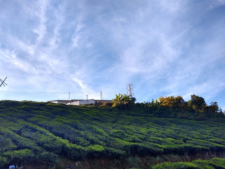 Tea Gardens