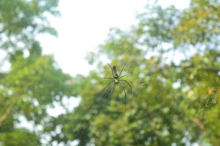 Weaving Web!