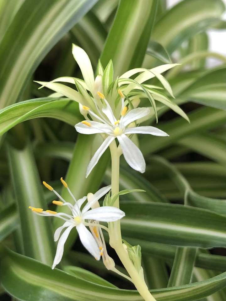 Little flowers