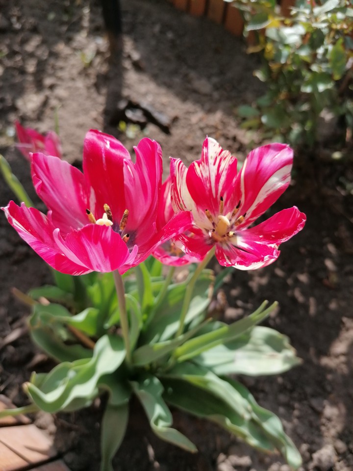 tulip