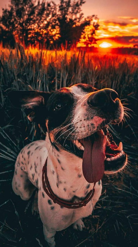 Cute Dog