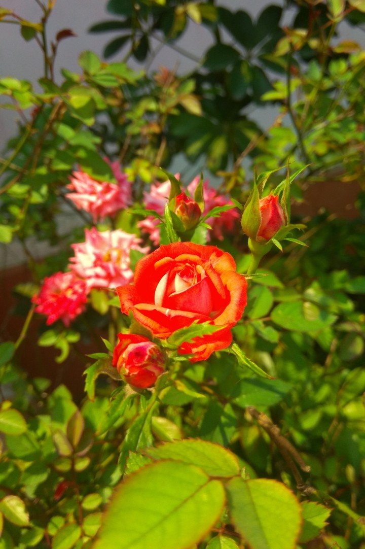 mini rose