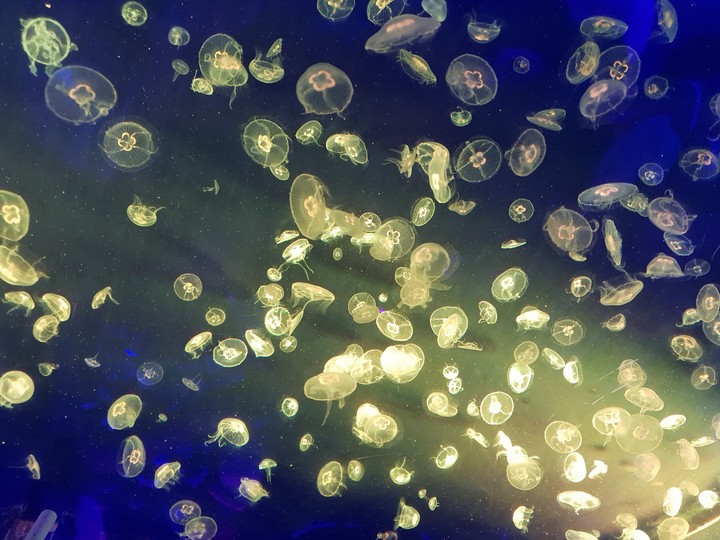 jellyfish