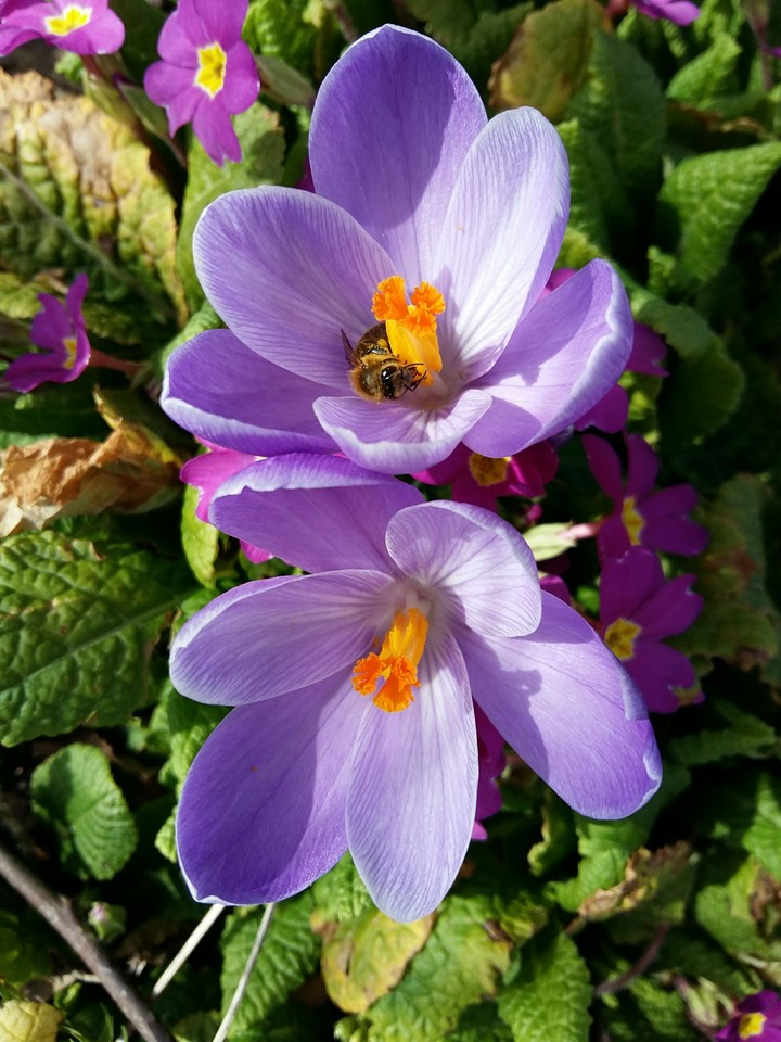Spring Flowers