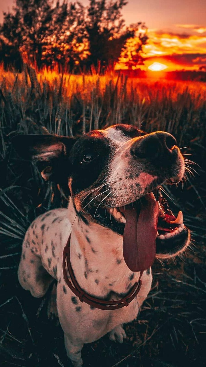 Cute Dog
