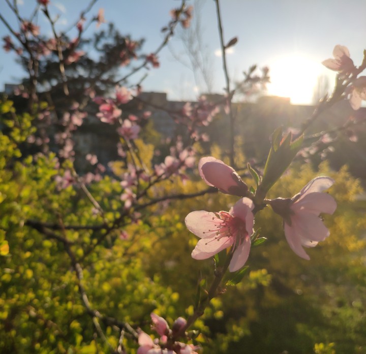 Spring