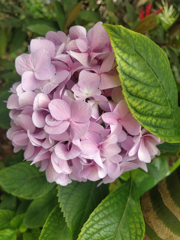 Beautiful flower