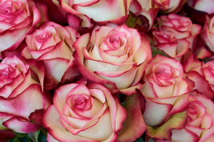 rosas