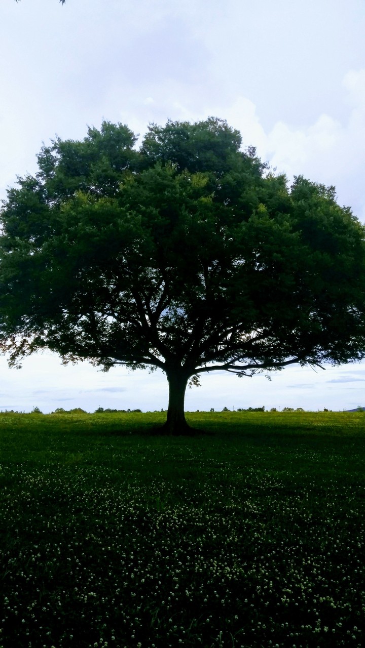 tree in field