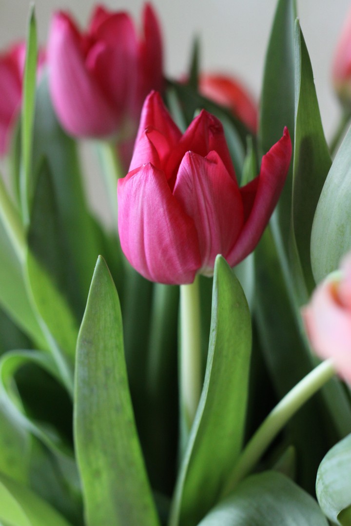Tulip