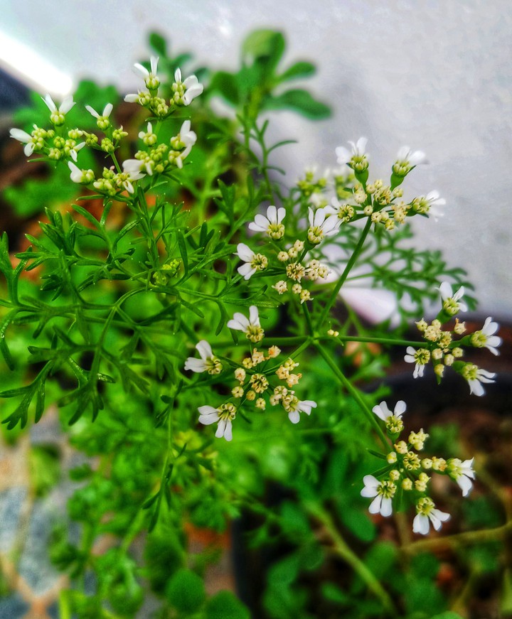 blooms of happiness