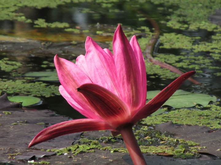 Pink Water Lili