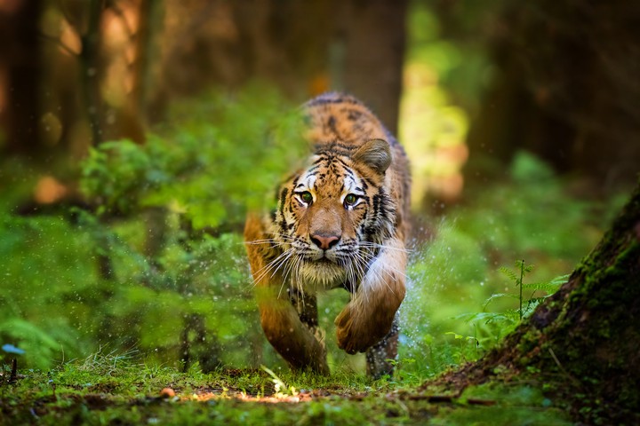 tiger