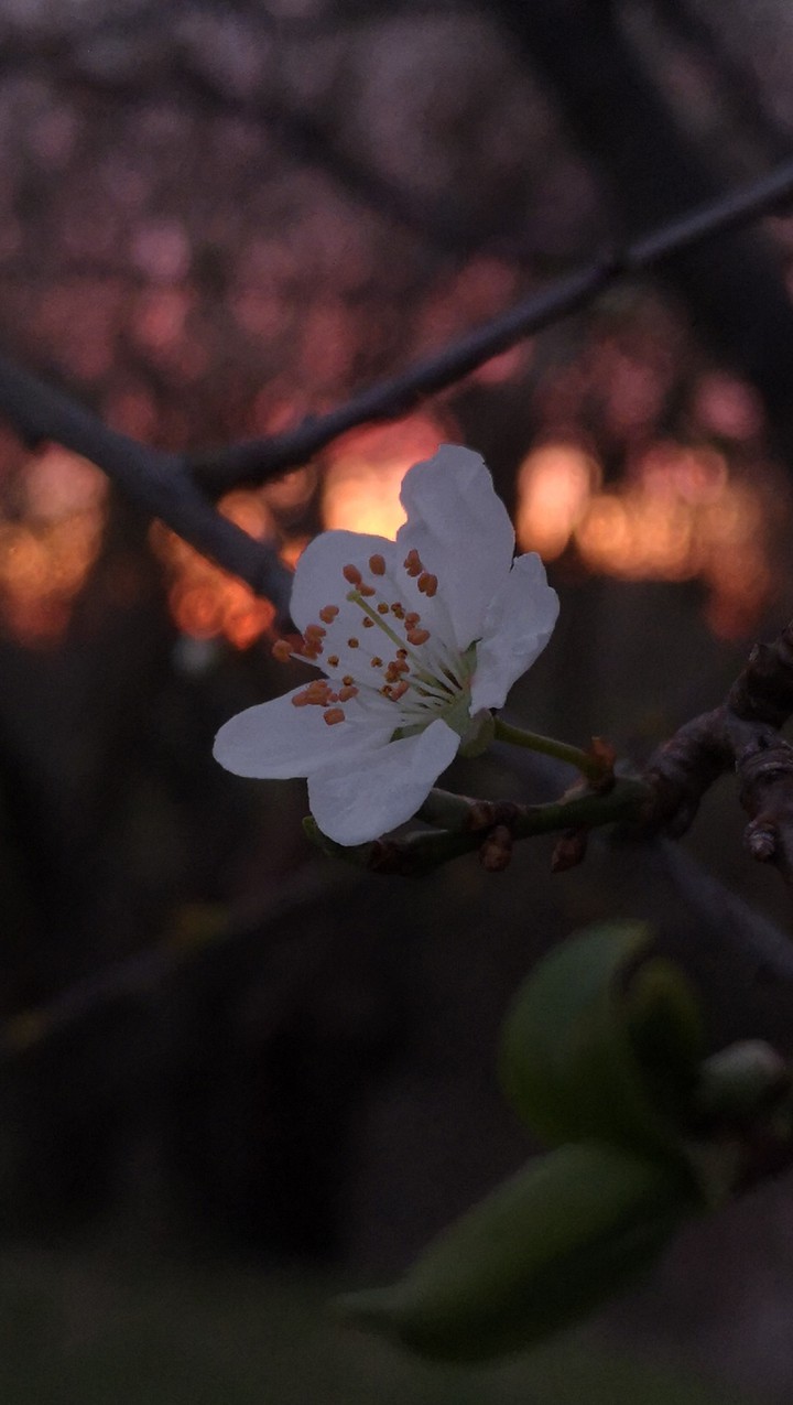 Blüte im Sonnenuntergang
