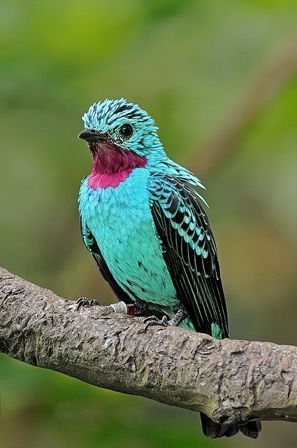 bird