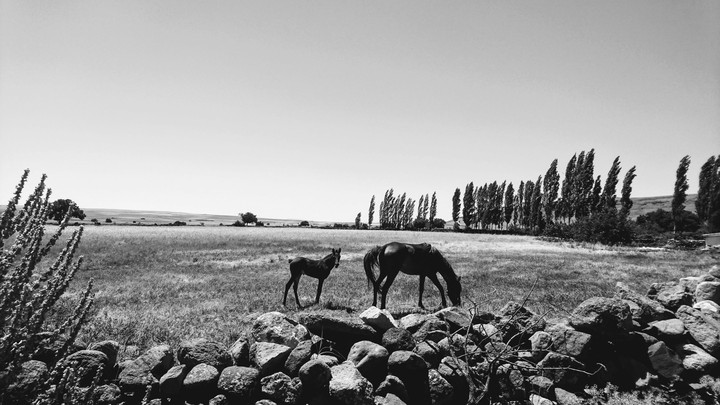 Horses