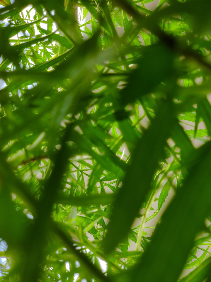 green  love