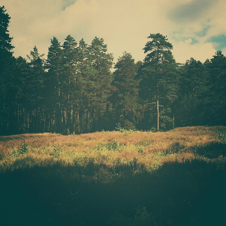 meadow