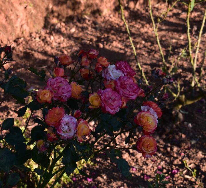 Rose garden