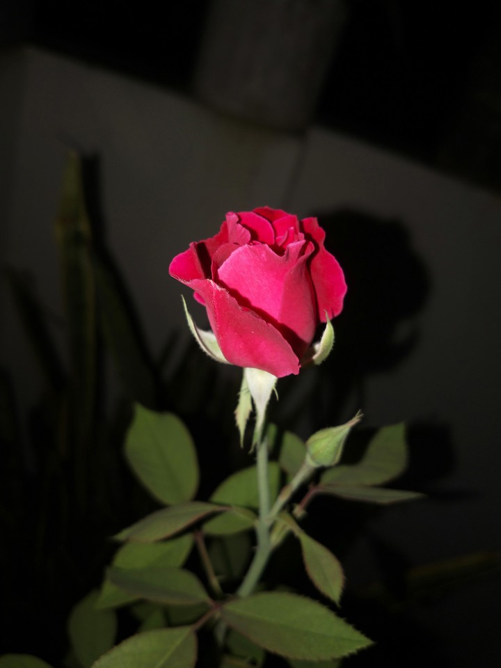 rose