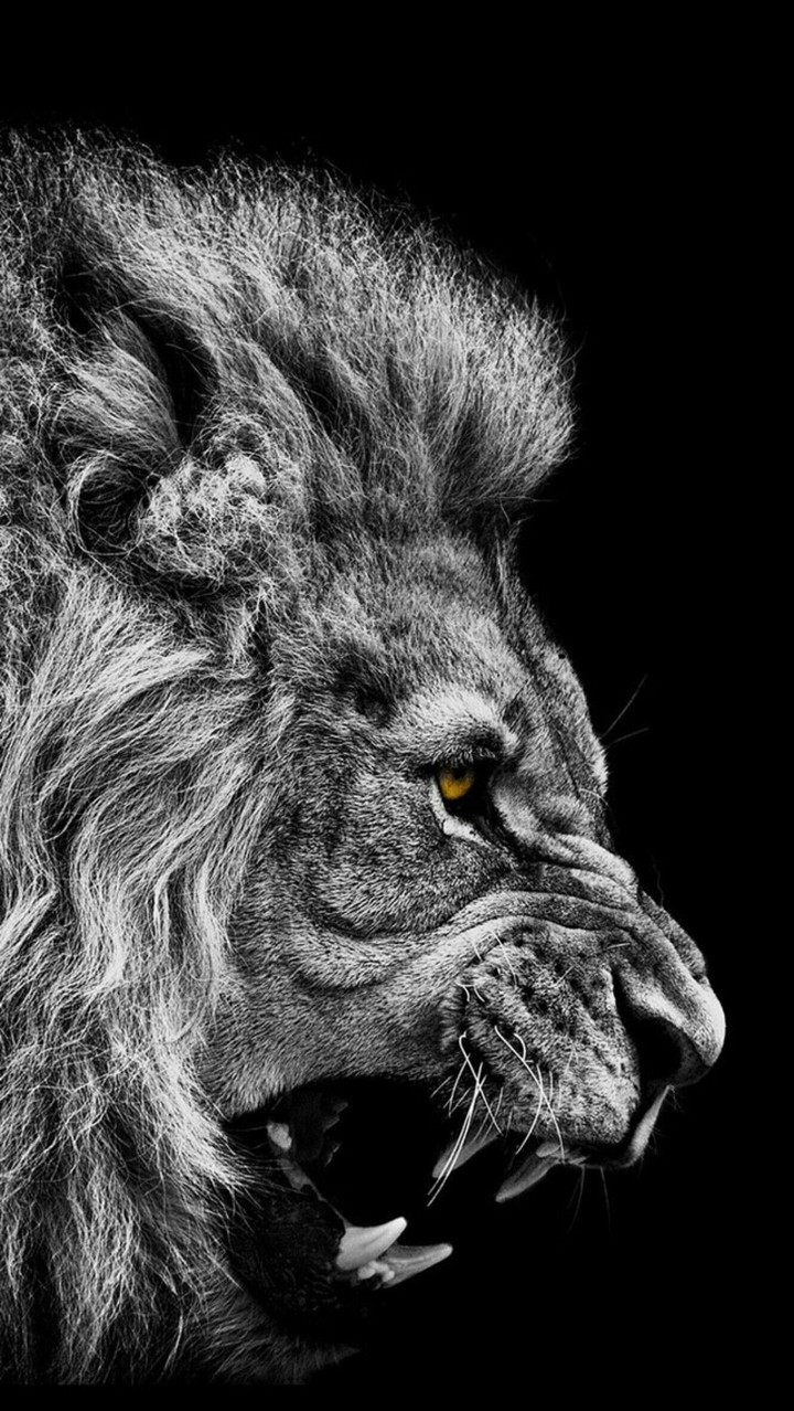 Black lion animal wallpaper