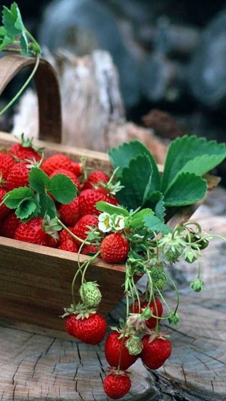 fruit