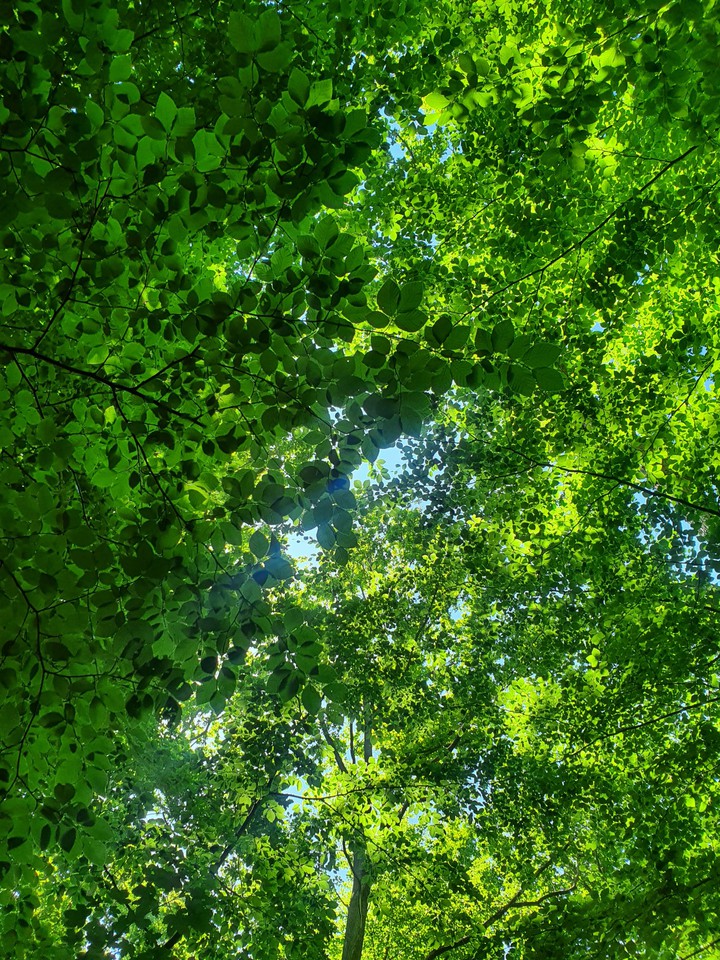 Leaves