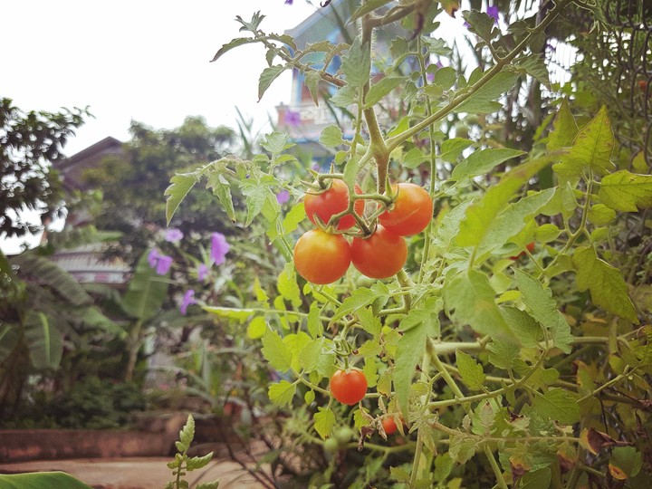 tomato