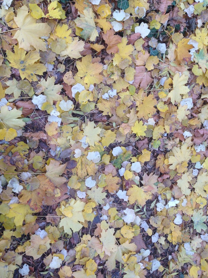 autumn