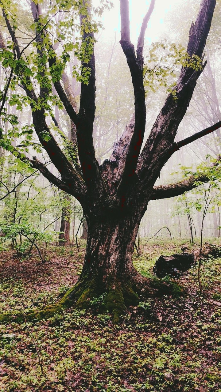 just a tree