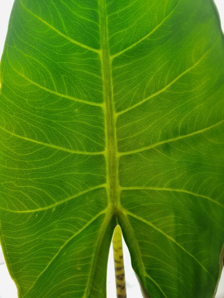 Alocasia Zebrina