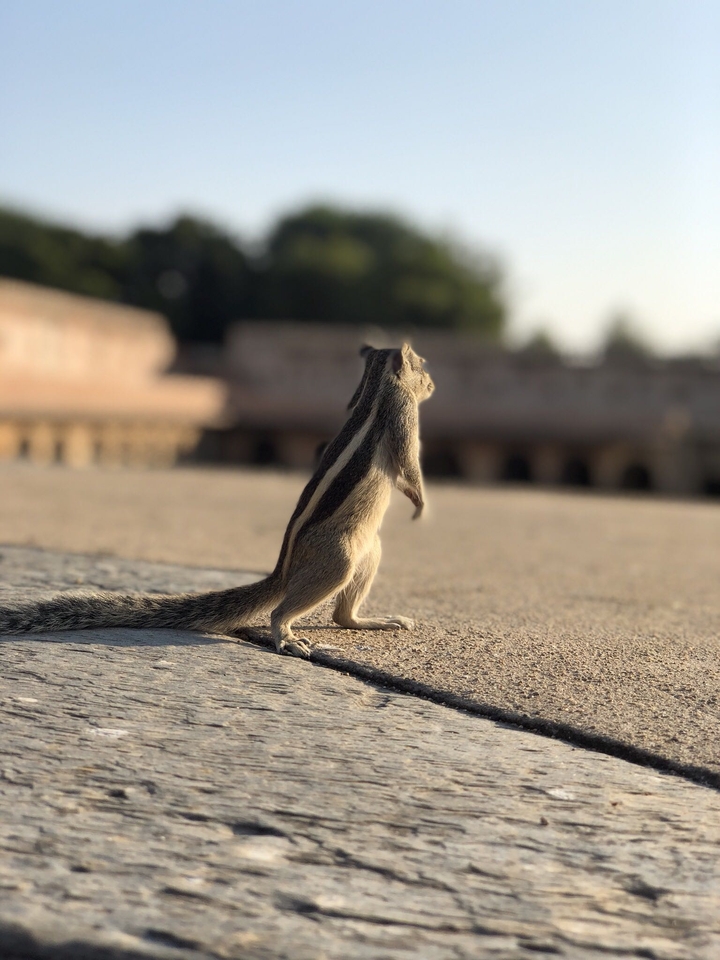 walking squirrel