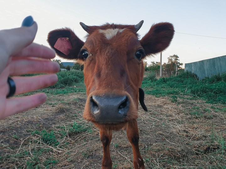 cow