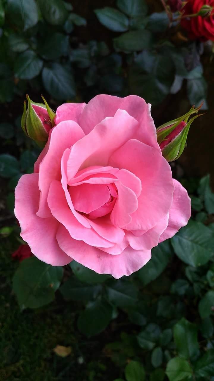 Rose